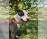 Small Photo #11 American Staffordshire Terrier-Unknown Mix Puppy For Sale in Sheboygan, WI, USA