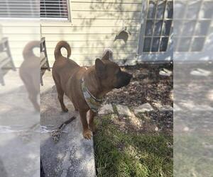Boxer-Chow Chow Mix Dogs for adoption in San Antonio, TX, USA