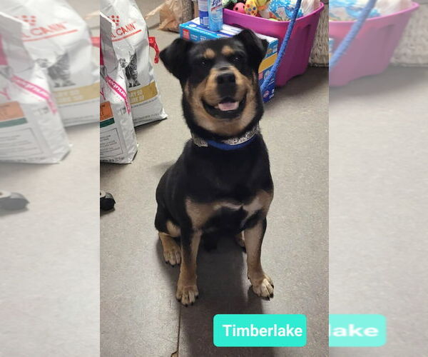 Medium Photo #4 Rottweiler-Siberian Husky Mix Puppy For Sale in Richmond, IN, USA