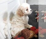 Small #4 Cavapoo