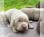 Small Photo #4 Labrador Retriever Puppy For Sale in OLYMPIA, WA, USA