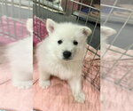 Small Siberian Husky Mix