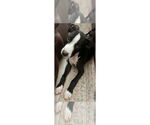 Small #2 Boxer