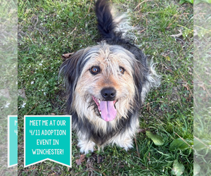 Mutt Dogs for adoption in Boston, MA, USA