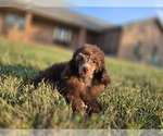 Small #3 Poodle (Toy)