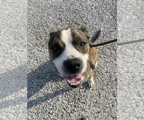 Medium Photo #3 Mutt Puppy For Sale in Evansville, IN, USA