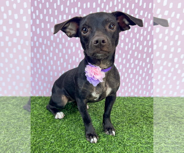 Medium Photo #1 Chiweenie Puppy For Sale in Corona, CA, USA