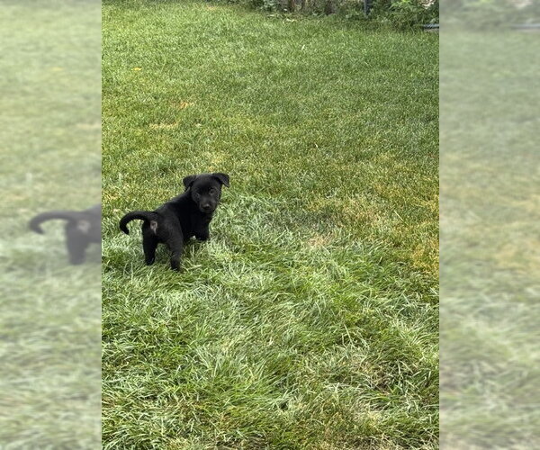 Medium Photo #6 Labrador Retriever-Unknown Mix Puppy For Sale in MIDWAY, UT, USA