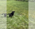 Small #5 Labrador Retriever Mix
