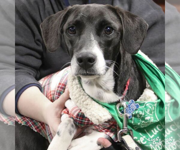 Medium Photo #1 Labrador Retriever-Retriever  Mix Puppy For Sale in Washington, DC, USA