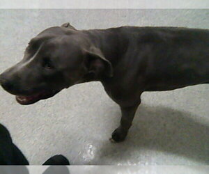 Mutt Dogs for adoption in Fort Collins, CO, USA