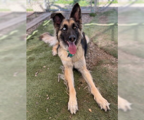 Medium Photo #7 German Shepherd Dog-Unknown Mix Puppy For Sale in Ventura, CA, USA