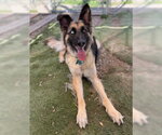 Small #6 German Shepherd Dog Mix