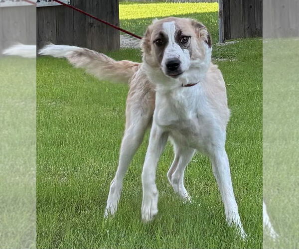 Medium Photo #9 Anatolian Shepherd Puppy For Sale in Great Bend, KS, USA