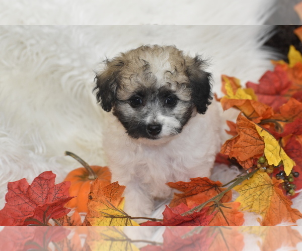 Medium Photo #4 Poochon Puppy For Sale in ELDORADO, OH, USA
