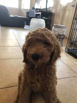 Medium Photo #1 Poodle (Standard) Puppy For Sale in DENTON, TX, USA