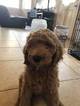 Small Photo #1 Poodle (Standard) Puppy For Sale in DENTON, TX, USA