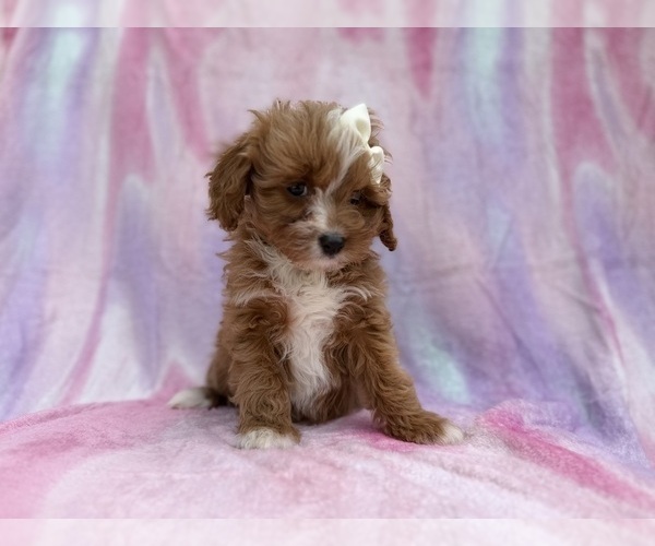 Medium Photo #11 Cavapoo (Standard) Puppy For Sale in LAKELAND, FL, USA