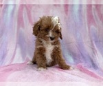 Small #10 Cavapoo (Standard)