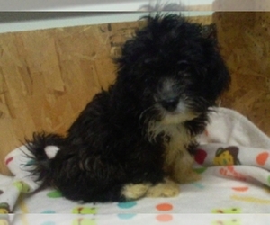 Zuchon Puppy for sale in ELROY, WI, USA
