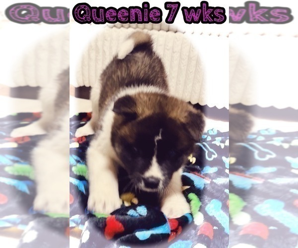 Medium Photo #9 Akita Puppy For Sale in BUTLER, PA, USA