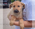 Small #2 Anatolian Shepherd-German Shepherd Dog Mix