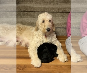 Mother of the Goldendoodle puppies born on 12/11/2020