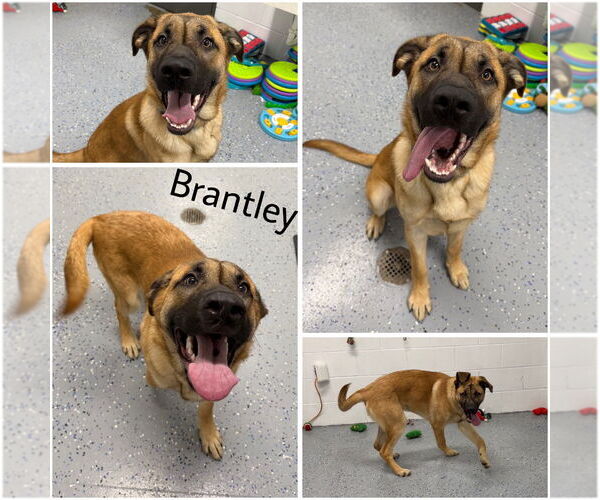 Medium Photo #4 Mutt Puppy For Sale in Pierceton , IN, USA