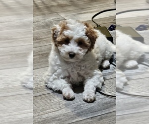 Poodle (Toy) Puppy for sale in NORTH VERNON, IN, USA