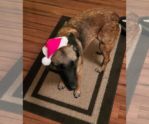 Bela (VA) - Female Mutt Dog for Adoption - Photo #7