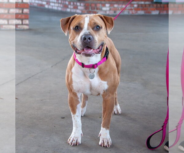 Medium Photo #7 American Pit Bull Terrier Puppy For Sale in San Jose, CA, USA