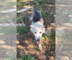 Small #2 German Shepherd Dog-Huskies  Mix