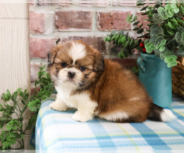 Medium Photo #8 Shih Tzu Puppy For Sale in SYRACUSE, IN, USA