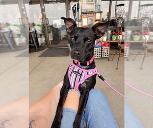 Savvy - Female Mutt Dog for Adoption - Photo #18