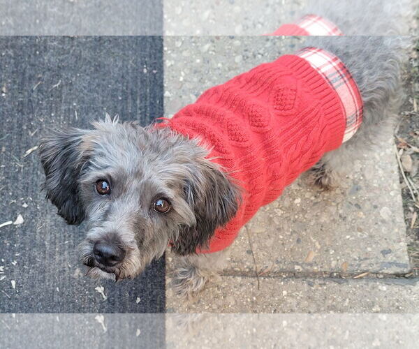 Medium Photo #5 Mutt Puppy For Sale in Westmont, IL, USA