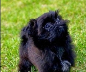 Shih Tzu Puppy for sale in WEST JORDAN, UT, USA