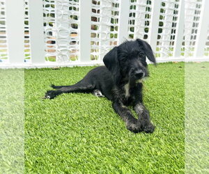 Poodle (Miniature)-Unknown Mix Dogs for adoption in Valrico, FL, USA