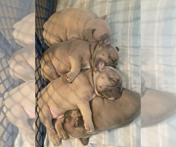 Medium Photo #4 French Bulldog Puppy For Sale in FREDERICK, MD, USA