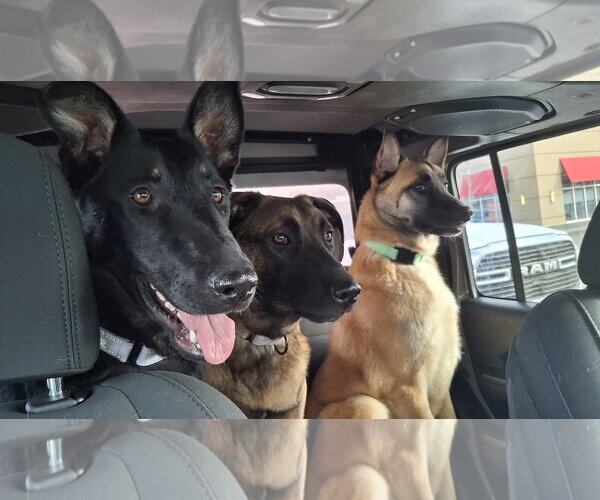 Medium Photo #24 German Shepherd Dog-Unknown Mix Puppy For Sale in Sebec, ME, USA