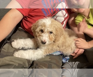 Cockapoo Puppy for sale in WOOSTER, OH, USA