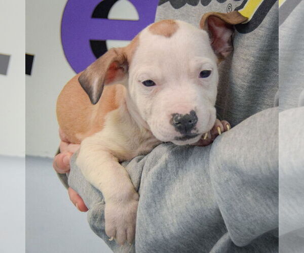 Medium Photo #3 American Staffordshire Terrier-Boxer Mix Puppy For Sale in Huntley, IL, USA