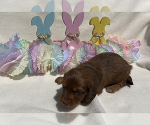 Dachshund Puppy for sale in JENNINGS, FL, USA