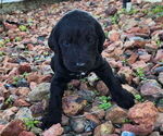 Small #9 German Shorthaired Pointer-Goldendoodle Mix