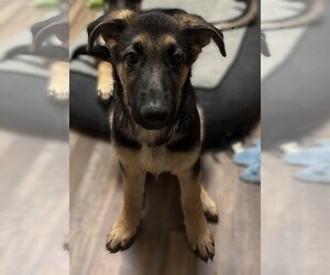 German Shepherd Dog Puppy for sale in SACRAMENTO, CA, USA