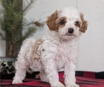 Small #6 Cavapoo (Miniature)
