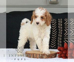 Goldendoodle (Miniature) Puppy for sale in NARVON, PA, USA