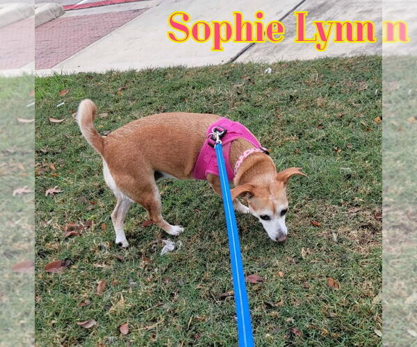 Medium Photo #37 Chiweenie Puppy For Sale in San Antonio, TX, USA