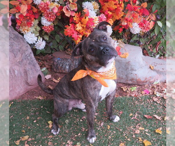 Medium Photo #1 Mutt Puppy For Sale in Oklahoma City, OK, USA