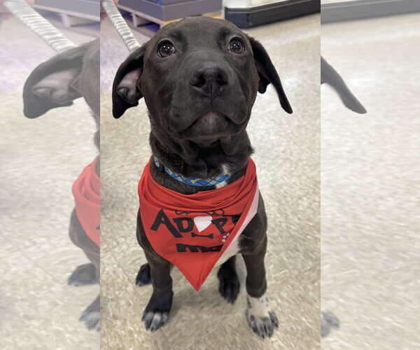 Medium Photo #1 Labrador Retriever-Unknown Mix Puppy For Sale in Germantown, OH, USA
