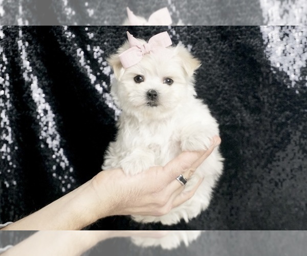 Medium Photo #1 Maltese Puppy For Sale in WARSAW, IN, USA